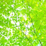 「小林亜星さんとフランチャイズ！？」