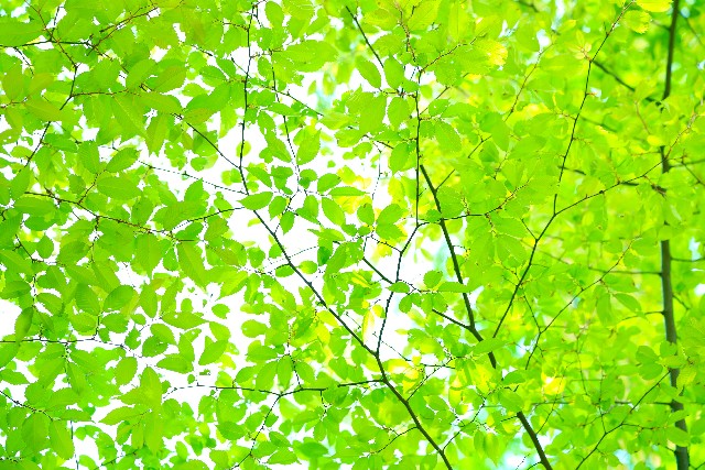 「小林亜星さんとフランチャイズ！？」